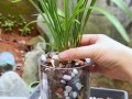 如何处理兰花硬植料？（兰花硬植料的处理技巧与方法）