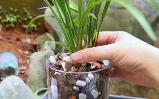 如何处理兰花硬植料？（兰花硬植料的处理技巧与方法）