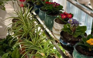冬季室内花卉养护指南（如何在家中照顾好冬季花卉，让它们在寒冷的冬天依然茁壮成长）