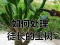 玉树修剪技巧——如何合理剪枝玉树（玉树修剪的时间、方法和注意事项）