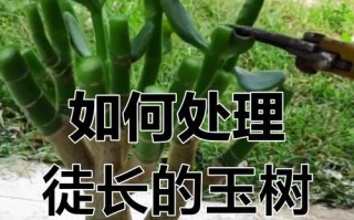 玉树修剪技巧——如何合理剪枝玉树（玉树修剪的时间、方法和注意事项）