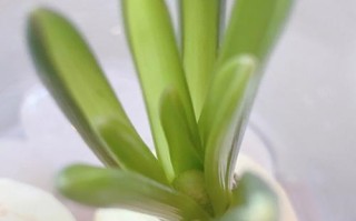 如何有效去除风信子侧芽（掌握关键技巧，轻松解决风信子侧芽问题）
