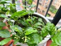 如何在北方冬天养护茉莉花