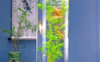 观音竹的适宜放置环境及注意事项（从卧室到客厅，这些地方适合养观音竹！）