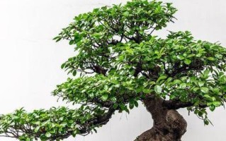 盆景花的养殖技巧（从种子到盆景，助你打造美丽花园）