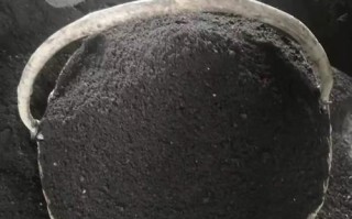 铁线莲土壤缺失，如何解决？（以种铁线莲没有土该怎么办？探索适宜替代土壤的方法和技巧。）