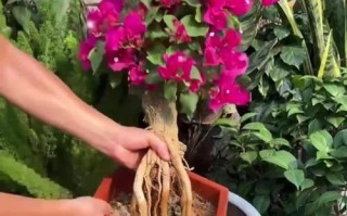冬季养护三角梅的秘诀（为您揭秘冬天如何种植和照料三角梅）