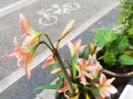 君子兰的开花奇观（绽放生命的美丽带给家庭无尽喜悦）