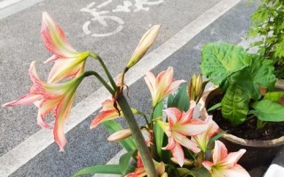 君子兰的开花奇观（绽放生命的美丽带给家庭无尽喜悦）