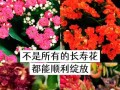 长寿花叶子有洞，如何进行药物治疗？（针对长寿花叶子有洞的药物治疗方法及注意事项）