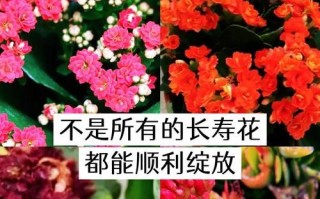 长寿花叶子有洞，如何进行药物治疗？（针对长寿花叶子有洞的药物治疗方法及注意事项）