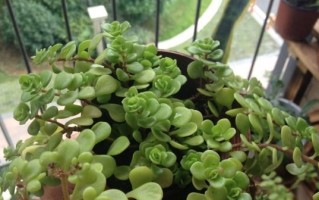 金枝玉叶怎么养才能开花（教你养护技巧，让金枝玉叶开花不再是难题）