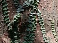 揭秘爬山虎植物的攀爬奥秘（探索爬山虎植物的攀爬技巧与生长机制）