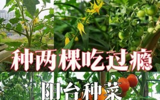 如何种植西红柿？西红柿种植技巧全解析