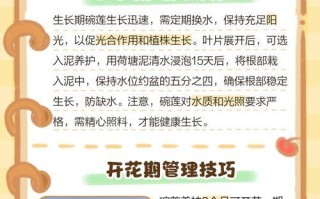 以碗莲的土如何处理？（有效利用以碗莲的土的方法和技巧）