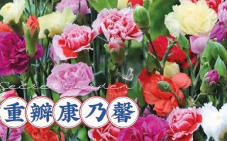 康乃馨种子的最佳播种时间（如何选择最适合的播种时间来种植康乃馨？）