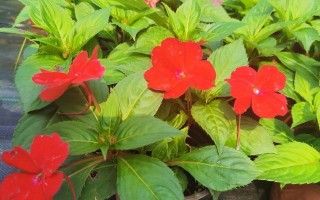夏天怎么养凤仙花？（打造盛夏花海，享受凤仙花的繁盛美景）