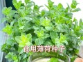 家里不能种薄荷的原因（了解薄荷的生长环境和栽培技巧）