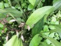 兔耳叶片的细窄现象及原因分析（探究兔耳叶片变细窄的原因及影响）