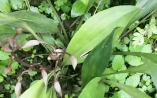 兔耳叶片的细窄现象及原因分析（探究兔耳叶片变细窄的原因及影响）