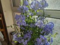 蓝雪花的养殖和管理全攻略（从选址到施肥，轻松打造盛开如雪的园林）