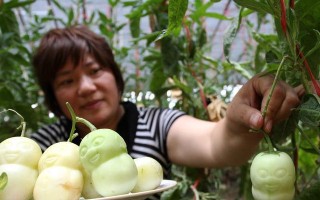 人参果种植时间与生长周期（掌握种植时间，拥有丰收的秘诀）