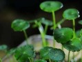 金钱草的养殖与繁殖技巧（探寻金钱草的种植秘密，助你成功养殖）