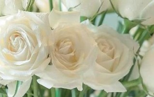 家庭园艺——如何在家里种白玫瑰（室内白玫瑰的选择与养护技巧）