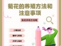 菊花菜的最佳播种时间与技巧（打造最佳的菊花菜种植环境，增加收成与品质）