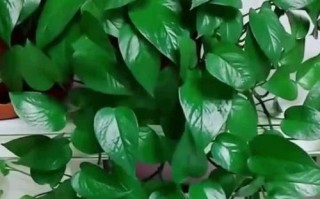 绿萝无暖气过冬，保持健康的秘诀（以绿萝怎么过冬，没有暖气也能让它茁壮成长）