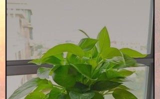绿萝快死了怎么养？（拯救濒临死亡的绿萝，从这15个养护技巧开始！）