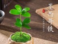 盆景花的养殖方法与技巧（打造室内盆景花的绿意世界）
