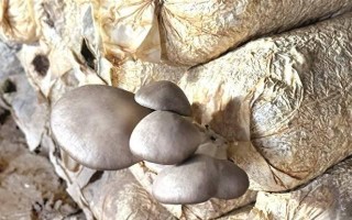 平菇生长温度的掌握关键（了解平菇生长温度的重要性和影响因素）
