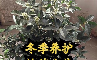 盆栽桂花的冬季养护方法（让盆栽桂花健康过冬的关键）