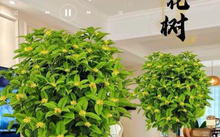 打造最适合桂花树生长的土壤（从土质、肥料到调节pH值，让桂花树茁壮成长）