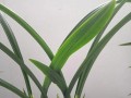 吉祥草松寿兰的种植技巧与养护方法（打造绿色家居，快乐室内园林）