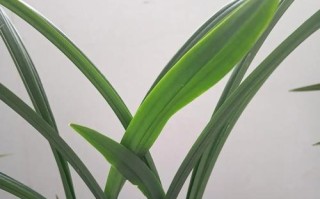 吉祥草松寿兰的种植技巧与养护方法（打造绿色家居，快乐室内园林）