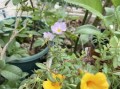 以猪碗种花为乐——打造独特花园的秘密（种花新趋势）