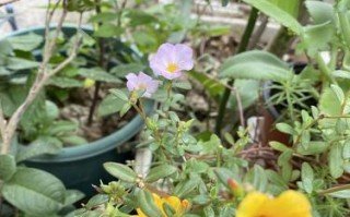 以猪碗种花为乐——打造独特花园的秘密（种花新趋势）