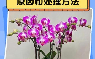 应对兰草黄叶尖的措施（如何有效防治兰草黄叶尖问题）