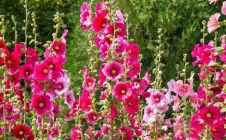 以宿根蜀葵怎么种——打造美丽花园的秘诀（宿根蜀葵的种植技巧和养护要点）