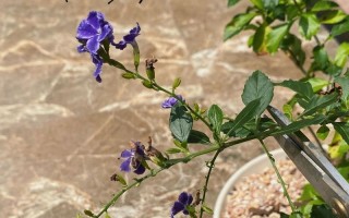 蕾丝金露花的花期和生长习性（探寻蕾丝金露花的生命之旅）