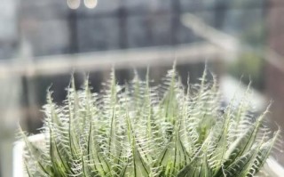 雪花玉露养护指南（学会正确养护，让雪花玉露持久美丽）