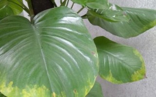 挽救一帆风顺，重现叶尖生机（关注自身需求，探索变革之道）