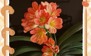 君子兰春天开花的养护技巧（打造春天花海，让君子兰绽放绚丽色彩）