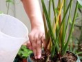 红掌的茶水浇水方法剖析（以茶水为基础的红掌养护指南）