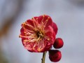 梅花的形态和特征（探秘梅花——美丽的传统文化符号）