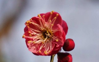 梅花的形态和特征（探秘梅花——美丽的传统文化符号）