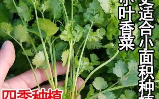 如何选择最适合香菜的肥料？（优质肥料，让你的香菜更加健康茁壮）