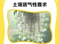如何配制吊兰的土以促进健康生长（掌握正确的土配比，打造适合吊兰生长的土壤）